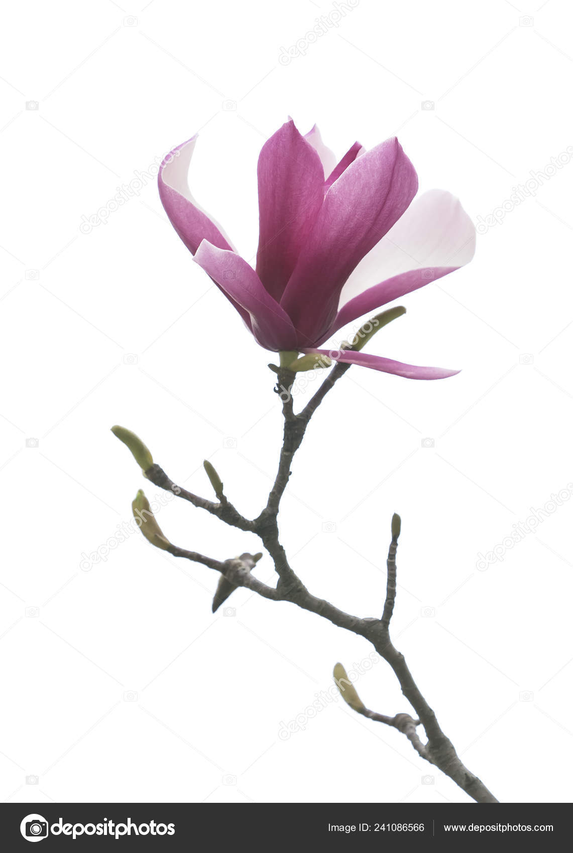 Magnolia Flower Branch Isolated White Background Stock Photo C Firefox 241086566