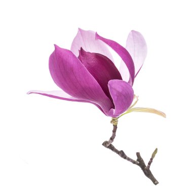 manolya çiçek dalı beyaz arka plan üzerinde izole