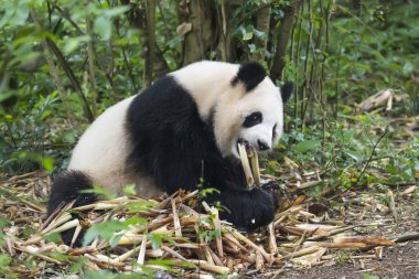 Dev panda yeme bambu, Vahşi Hayvanlar.