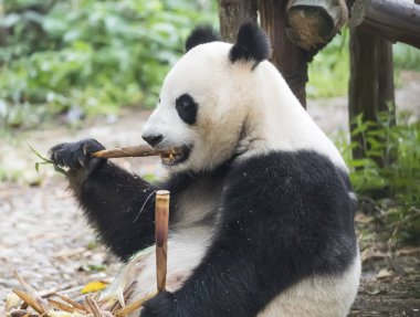 Dev panda yeme bambu, Vahşi Hayvanlar.
