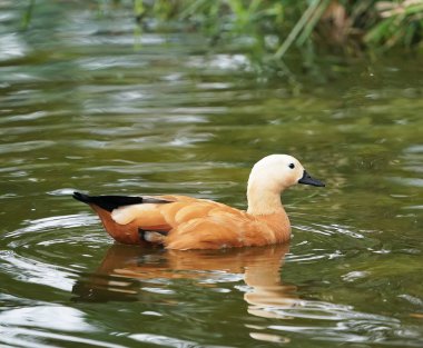 Ruddy shelduck Tadorna ferruginea yansıması ile suda yüzme