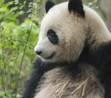Panda doğayla iç içe. Vahşi Hayvanlar.