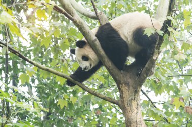 Ağacın üzerindeki dev panda..