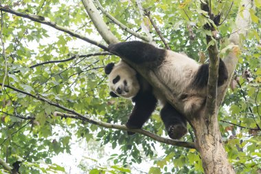 Giant panda over the tree. clipart