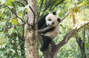 Ağacın üzerindeki dev panda..