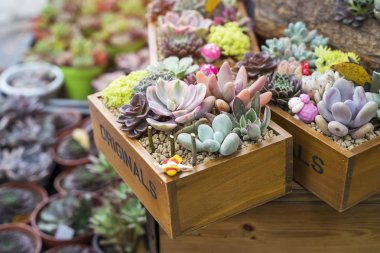  Bahçedeki minyatür sulu bitkiler