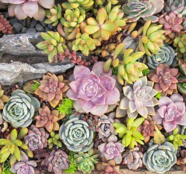  Bahçedeki minyatür sulu bitkiler