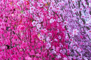 Dal yapay şeftali çiçekleri