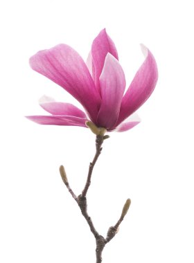 manolya çiçek dalı beyaz arka plan üzerinde izole
