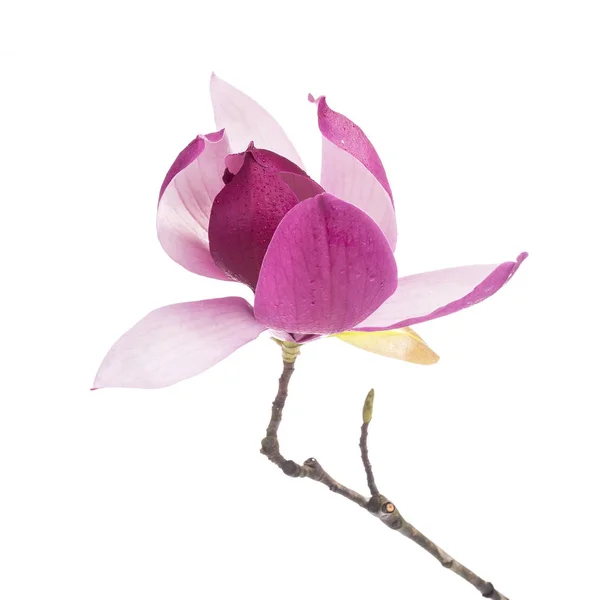 Magnolia Ramo Fiore Isolato Sfondo Bianco — Foto Stock