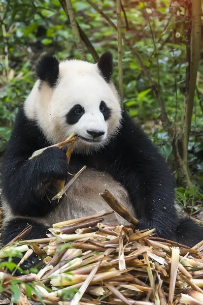 吃竹子的大熊猫 野生动物 — 图库照片