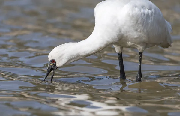 Black Faced Spoonbill Waterland — Stock Photo, Image