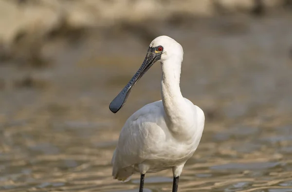Black Faced Spoonbill Waterland — Stock Photo, Image