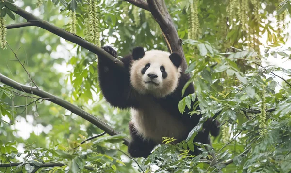 Giant panda over the tree.