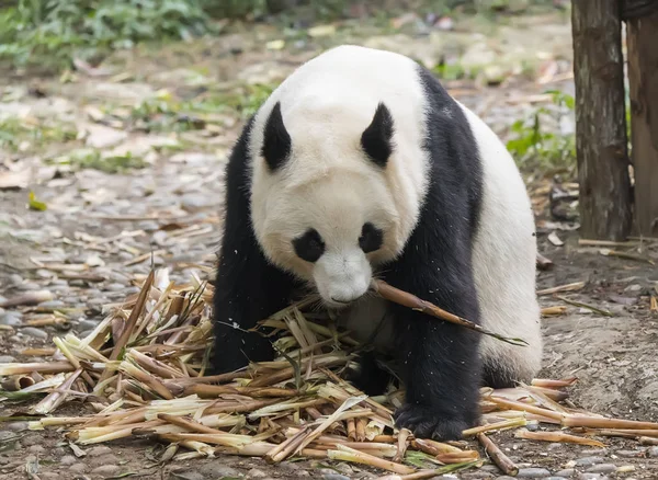 吃竹子的大熊猫 野生动物 — 图库照片