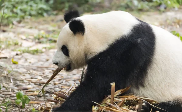 Óriás Panda Eszik Bambusz Vadon Élő Állatok — Stock Fotó