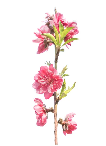 ピンク色の花の庭 — ストック写真