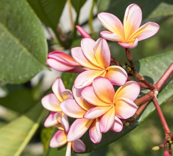 Frangipani Lub Plumeria Tropikalny Kwiat Przyrodzie — Zdjęcie stockowe