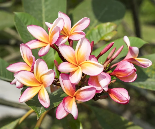 Frangipani Nebo Plumeria Tropické Květiny Přírodě — Stock fotografie