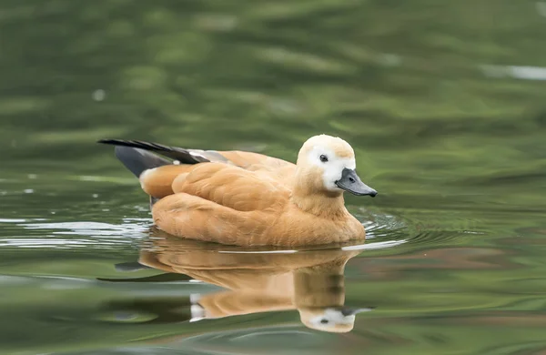 Ruddy Shelduck Tadorna Ferruginea Yansıması Ile Suda Yüzme — Stok fotoğraf