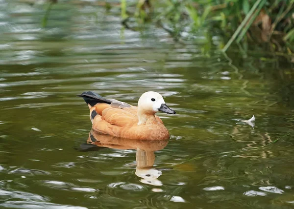 Ruddy Shelduck Tadorna Ferruginea Swimming Water Reflection — Stock Photo, Image