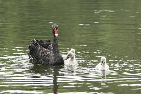 Чёрный Лебедь Озере — стоковое фото