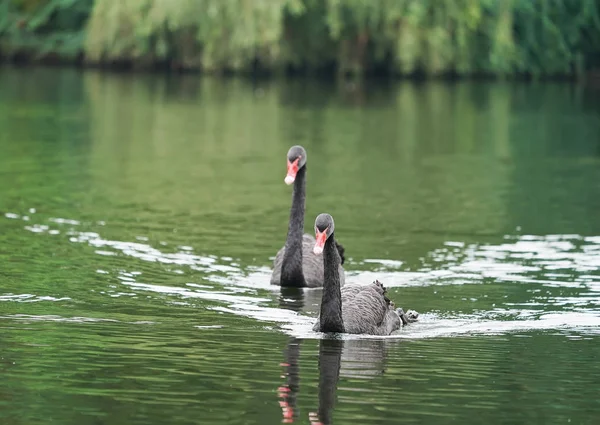 Deux Cygnes Noirs Flottent Dans Eau Étang — Photo