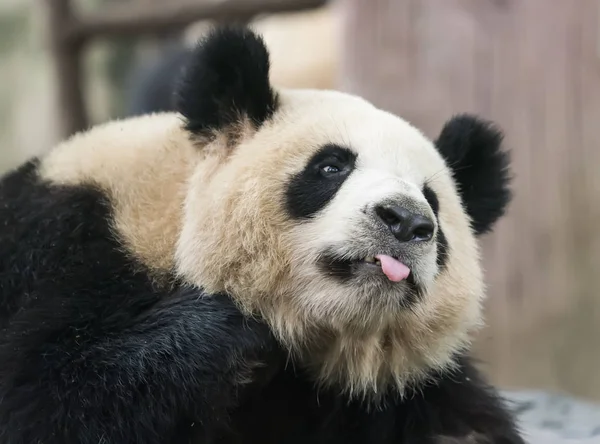 Panda Sur Fond Nature Animaux Sauvages — Photo