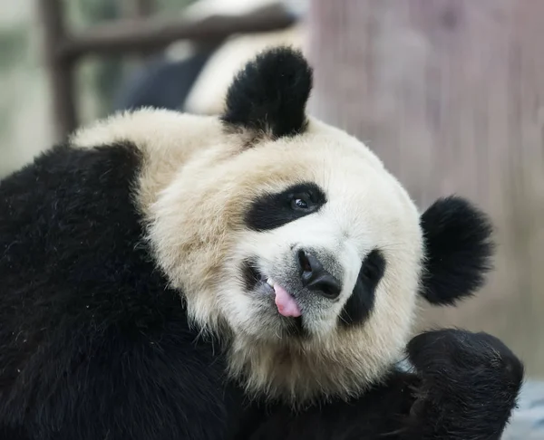 Panda Přírodním Pozadí Divoká Zvířata — Stock fotografie
