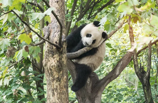 Panda Gigante Sobre Árvore — Fotografia de Stock