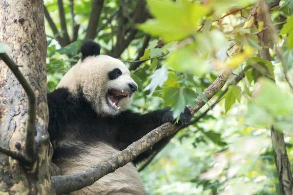 Olbrzymia Panda Nad Drzewem — Zdjęcie stockowe