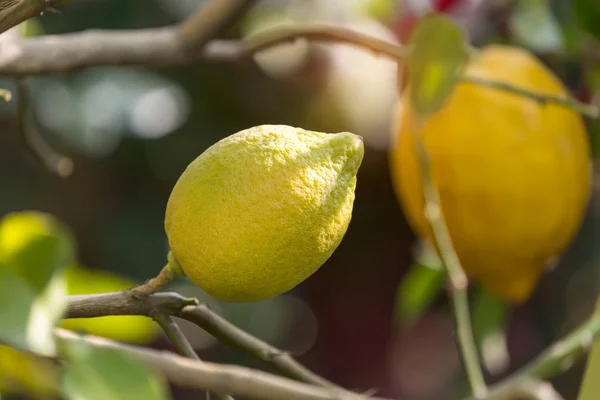 Lemon Tree Ripe Lemons — Stock Photo, Image
