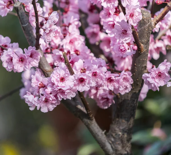 ピンク色の花の庭 — ストック写真