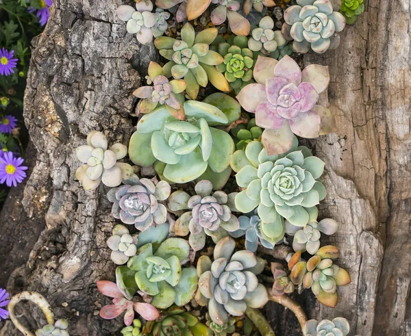 花园里微小的肉质植物 肉质仙人掌 — 图库照片