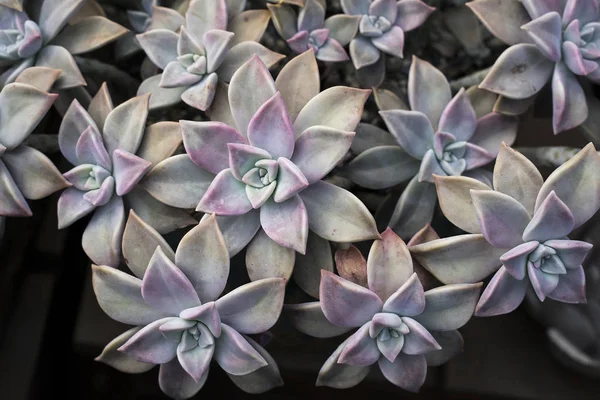 Miniatuur Sappige Planten Sappige Cactus Tuin — Stockfoto