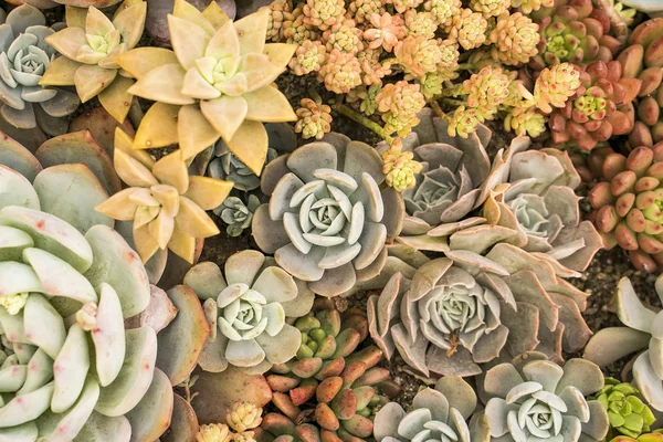 Miniatűr Zamatos Növények Zamatos Kaktusz Kertben — Stock Fotó