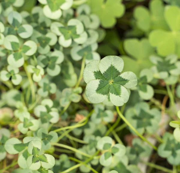 Tre Shamrock Blad Klöver Patch — Stockfoto