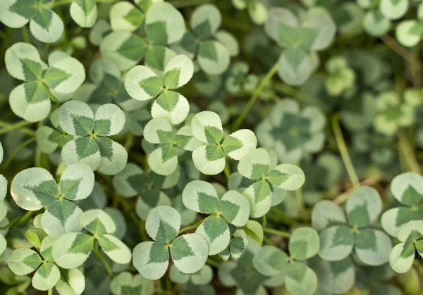 Tre Shamrock Blad Klöver Patch — Stockfoto