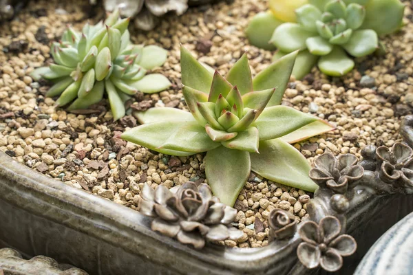 Stock image Miniature succulent plants (succulent cactus) at the garden