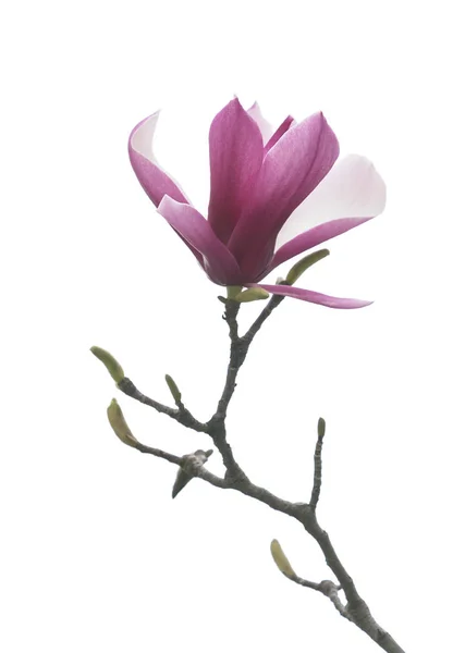 Magnolia Ramo Fiore Isolato Sfondo Bianco — Foto Stock