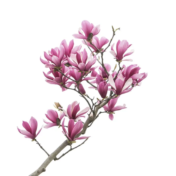 Magnolia Bloem Tak Geïsoleerd Witte Achtergrond — Stockfoto