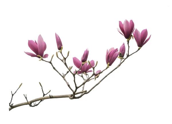Magnolia Bloem Tak Geïsoleerd Witte Achtergrond — Stockfoto