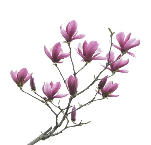 Rama Flor Magnolia Aislada Sobre Fondo Blanco —  Fotos de Stock