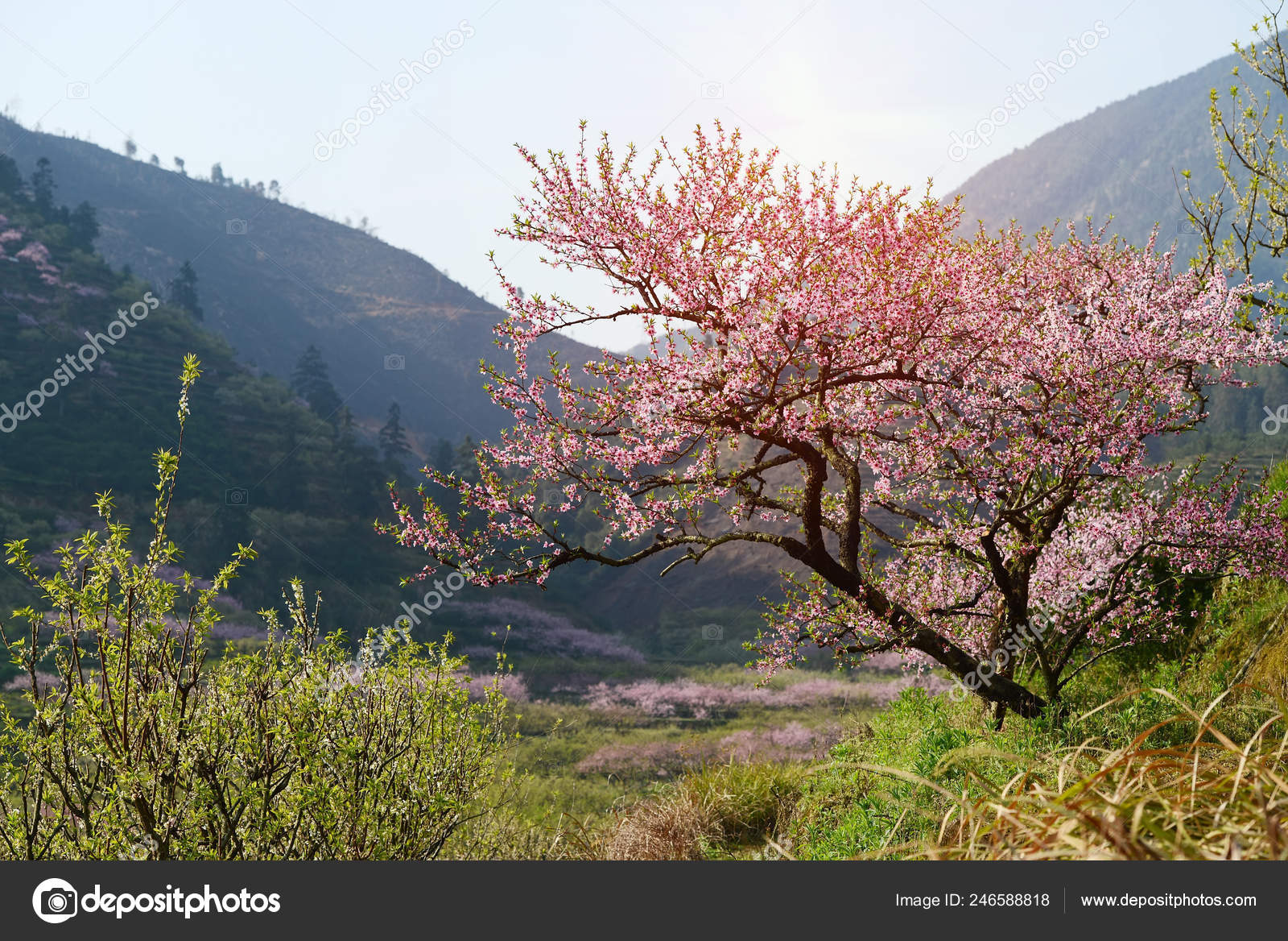 Rural Landscape Peach Blossom Moutainous Area Shaoguan District Guangdong Province Stock Photo Image By C Firefox 246588818