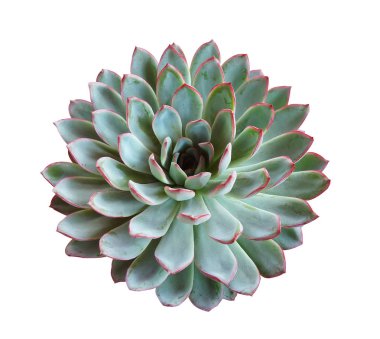 İzole minyatür etli bitkiler