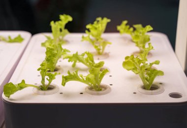 LED Light Indoor çiftliği ve tarım teknolojisi ile organik hidrofonik sebze yetiştiriliyor.