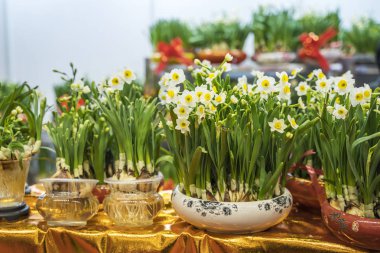 Baharda Nergis Çiçeklenme