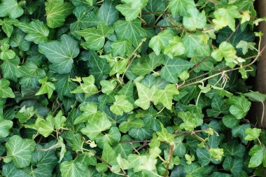 yemyeşil yeşillik yeşillik yeşil doğal bitki arka plan