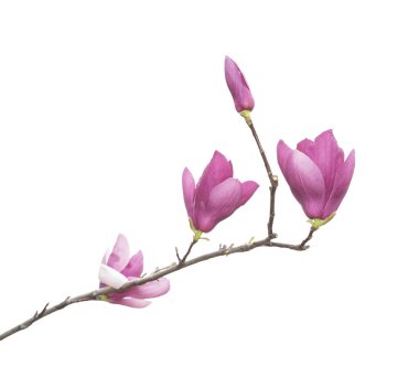 Beyaz arkaplanda izole edilmiş pembe manolya çiçekleri