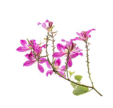 Hong Kong Orkide gökyüzünde